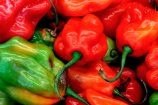 aji_gustoso