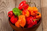 aji_habanero