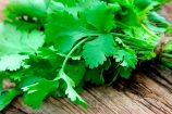 cilantro