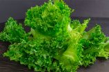 lechug_rizada_verde