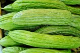 pepino_chino