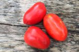 tomate_barcelo