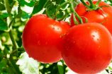 tomates_ensalada
