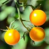 cherry_amarillo